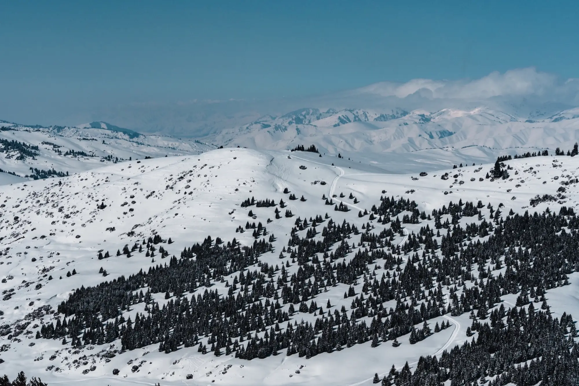 Glooiende besneeuwde ruggen met bos, tot aan de horizon